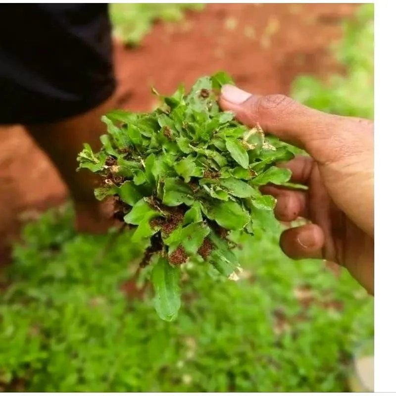 jual rumput gajah mini_1